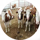 نکات و آموزش دامداری