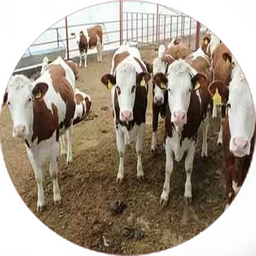 نکات و آموزش دامداری