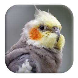 Cockatiel Sounds