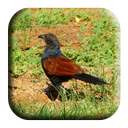 Coucal Sounds