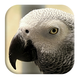 African Grey Parrot Sounds