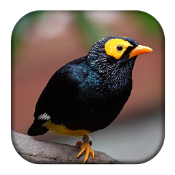 Myna Bird Sounds