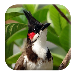 Red-whiskered Bulbul Sounds