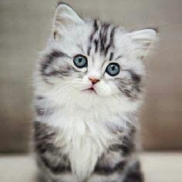 Kitten Wallpaper & Cat Images