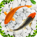 Koi Wallpapers