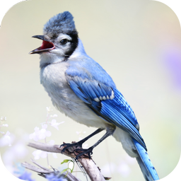Blue Jay Sounds