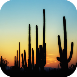 Cactus Wallpapers