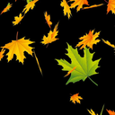 Autumn Leaves Live Wallpaper