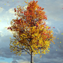 Autumn Maple Live Wallpaper