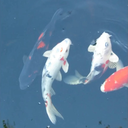 Koi Fish Live Wallpaper