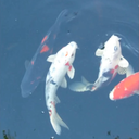 Koi Fish Live Wallpaper