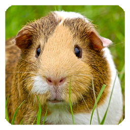 Guinea Pig Live Wallpaper