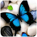 Butterfly Live Wallpaper