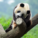 Cute Panda Live Wallpaper