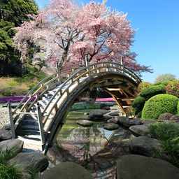 Sakura Garden Live Wallpaper