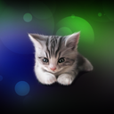 Sleepy Kitten Wallpaper