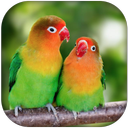 Lovebird sounds