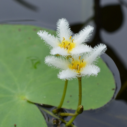 Aquarium & Pond Plant ID