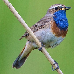 UK Birds Sounds Free