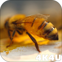 4K Honey Bee Video Live Wallpapers