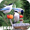 4K Garden Birds Video Live Wallpaper