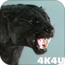 4K Puma vs Cat Video Live Wallpaper