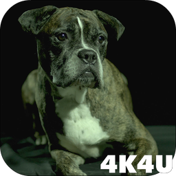 4K Dogs Slow-mo Video Live Wallpaper