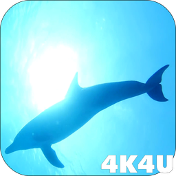 4K Dolphins Video Live Wallpaper