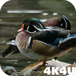 4K Colorful Ducks Video Live Wallpaper