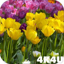 4K Flower Glade Video Live Wallpapers