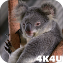 4K Cute Koala Video Live Wallpaper