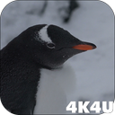 4K Funny Penguin Video Live Wallpaper