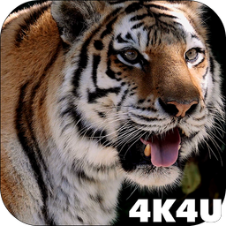 4K MightyTiger Video Live Wallpaper