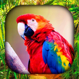 Tropical Birds Wallpaper Live