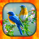 Birds Wallpaper Live 3D/HD/4K
