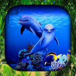 Dolphin Wallpaper Live HD/3D