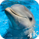Dolphins 4K Live Wallpaper