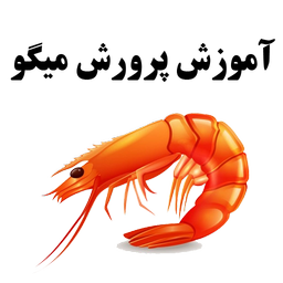 Shrimp Farming