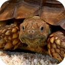 Sea Turtle 3D Video Live Wallp