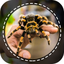 Spider Identifier App by Photo