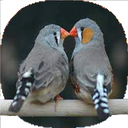 نکات آموزشی پرورش فنچ