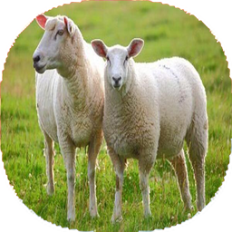 نکات و آموزش گوسفند داری