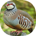 نکات آموزشی پرورش کبک