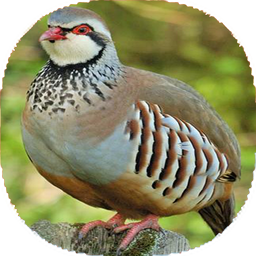 نکات آموزشی پرورش کبک