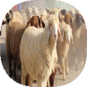 نکات اصولی دامداری