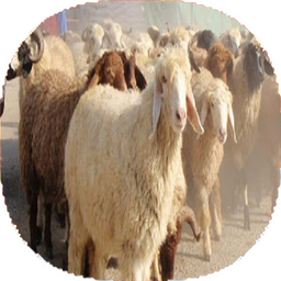 نکات اصولی دامداری
