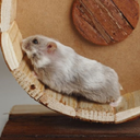 hamster picture