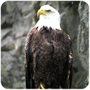 Eagle Bird sim Flight