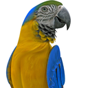 Real Talking Parrot