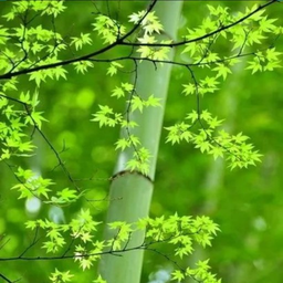 پس زمینه منظره